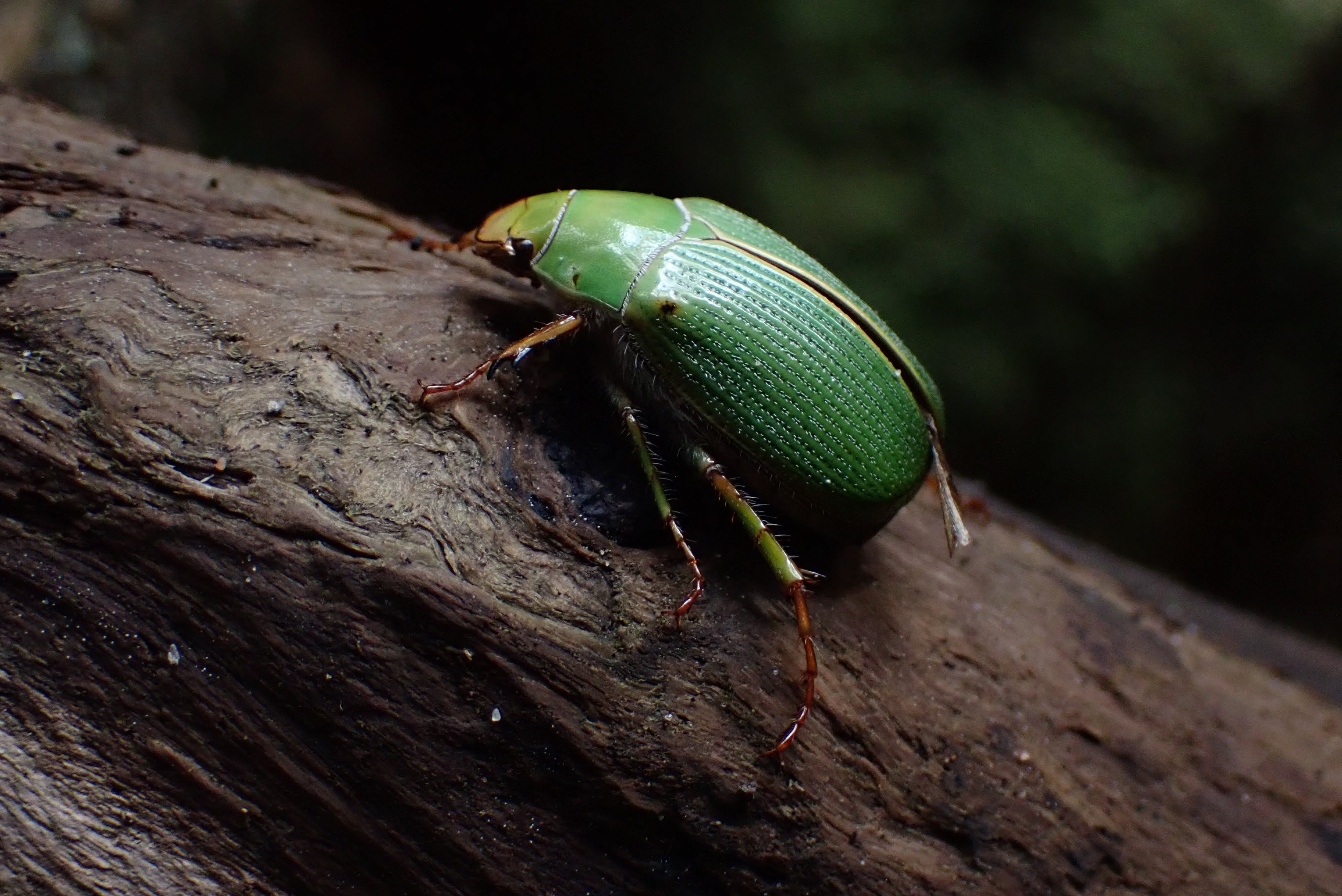 A cool beetle that Mum spotted.