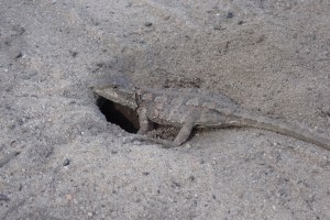 lizard that has made its home in the middle of the rd.